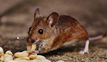 24 Hour & Emergency Exterminators in Mansville, PA